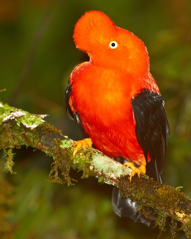 Andean Cock-of-the-rock Photo by Chris Fagyal