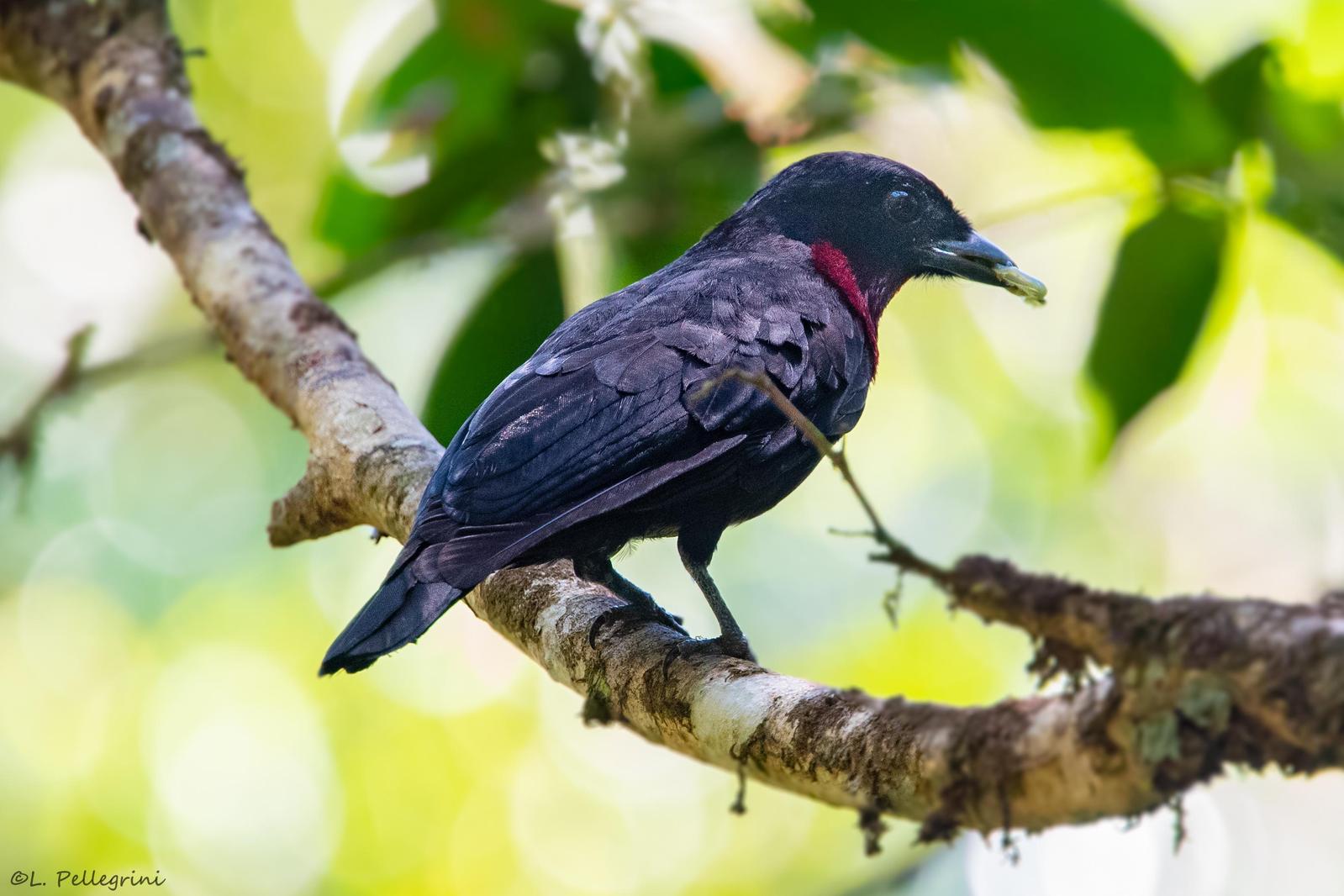 Purple-throated Fruitcrow Photo by Laurence Pellegrini