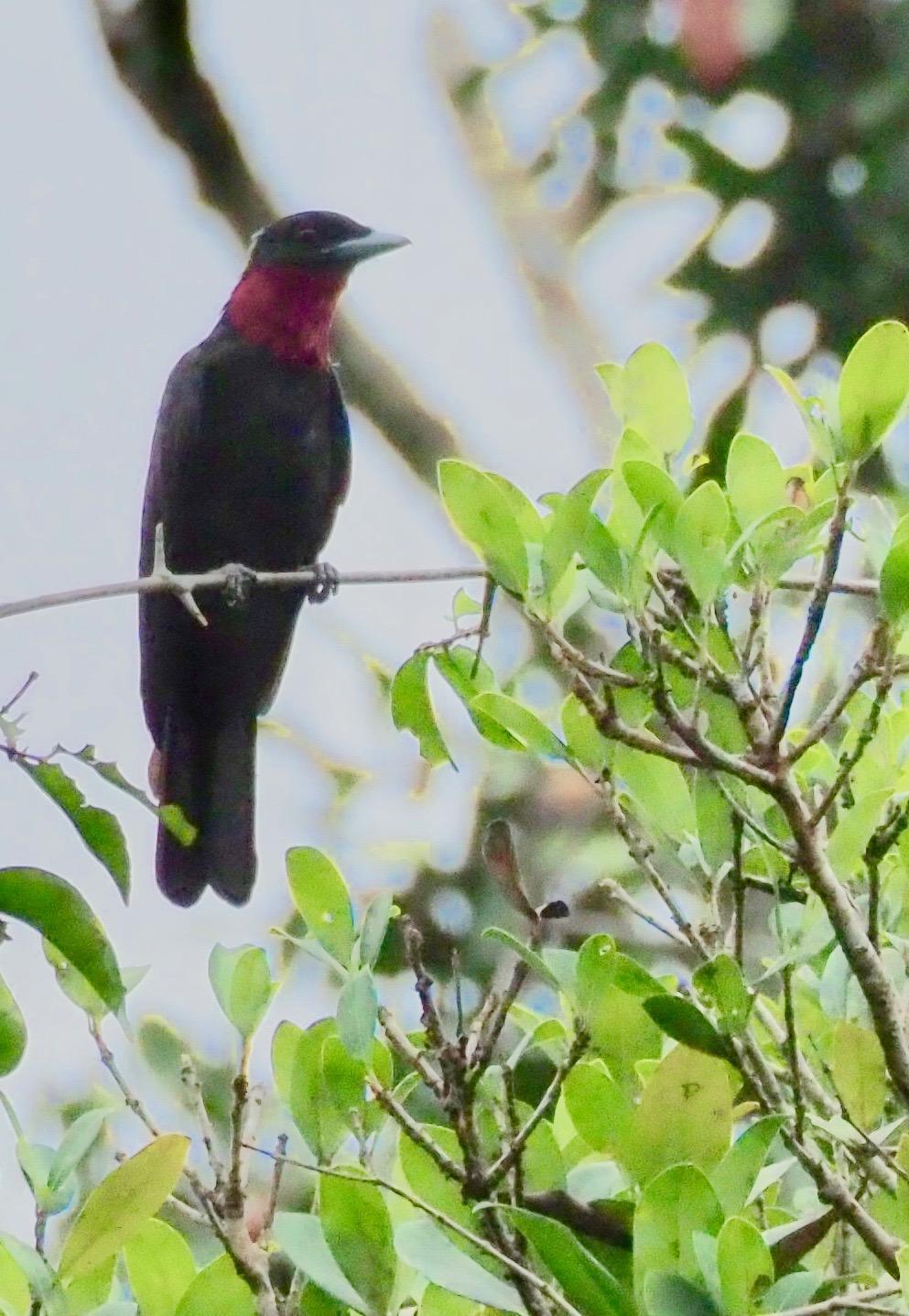 Purple-throated Fruitcrow Photo by Susan Leverton