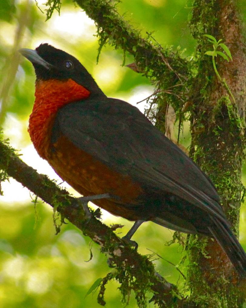Red-ruffed Fruitcrow Photo by Olivier Barden