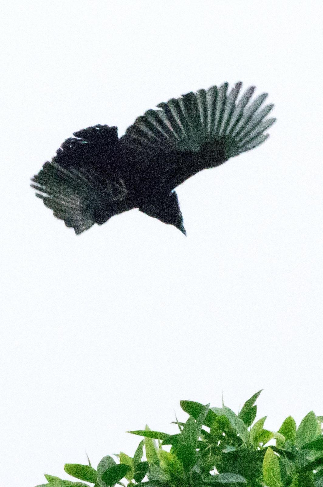 Amazonian Umbrellabird Photo by Phil Kahler