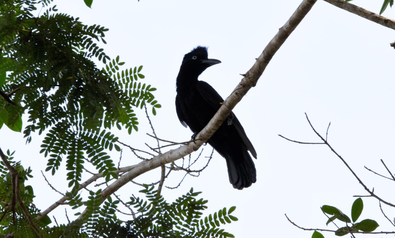 Amazonian Umbrellabird Photo by Julio Delgado