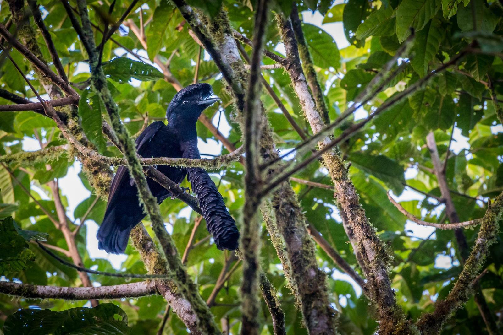 Long-wattled Umbrellabird Photo by pancho enriquez