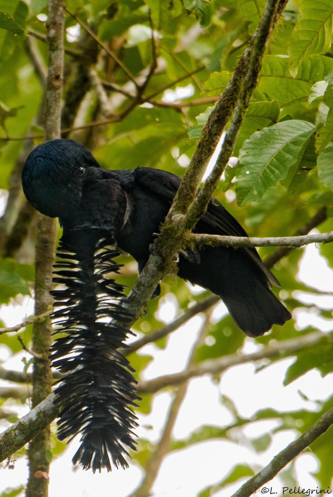 Long-wattled Umbrellabird Photo by Laurence Pellegrini