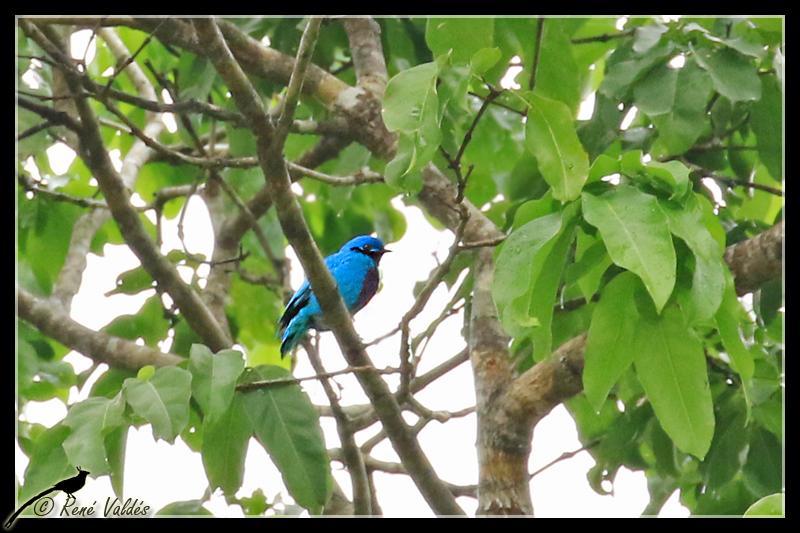 Lovely Cotinga Photo by Rene Valdes