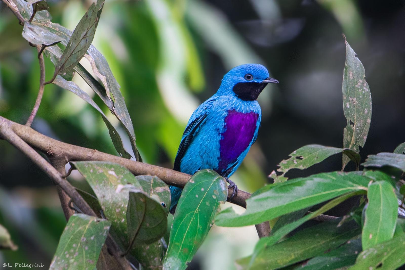 Lovely Cotinga Photo by Laurence Pellegrini