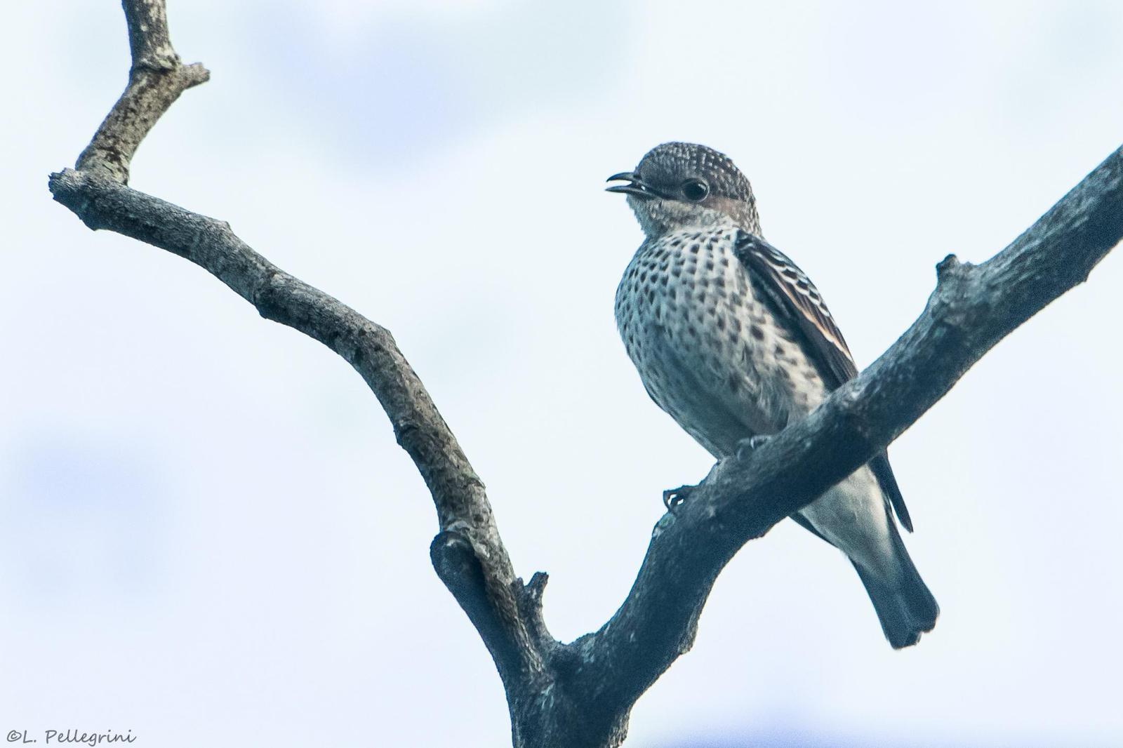 Lovely Cotinga Photo by Laurence Pellegrini