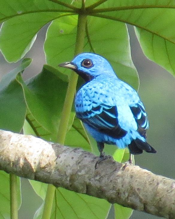 Blue Cotinga Photo by Bonnie Clarfield-Bylin