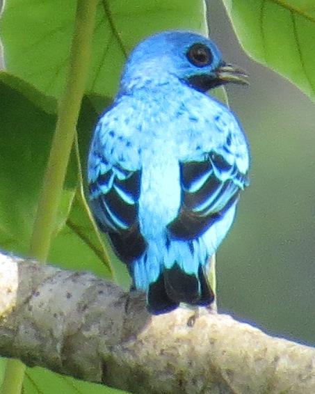 Blue Cotinga Photo by Bonnie Clarfield-Bylin