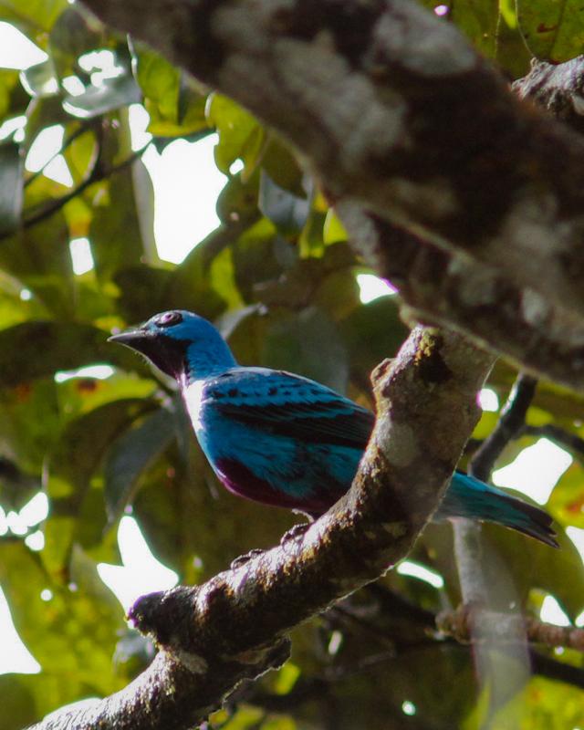 Blue Cotinga Photo by Cody Conway