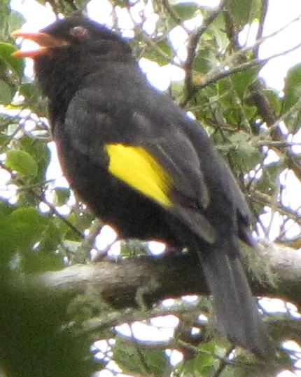 Black-and-gold Cotinga Photo by Kent Fiala
