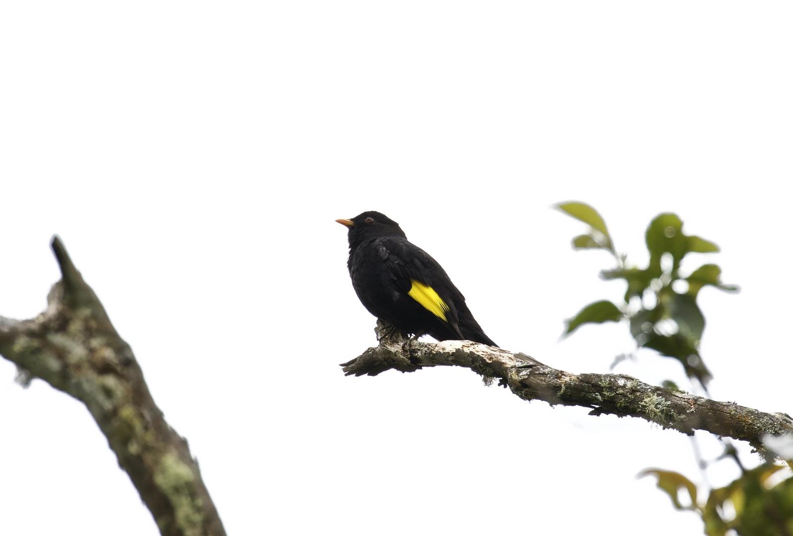 Black-and-gold Cotinga Photo by  
