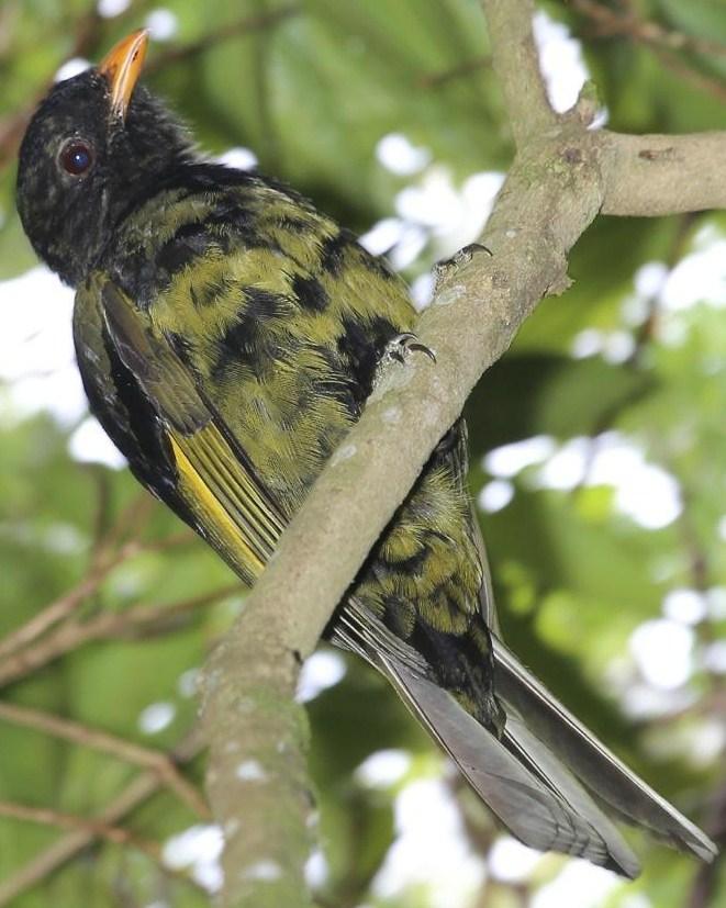 Black-and-gold Cotinga Photo by Lesley Roy