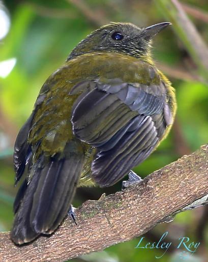 Gray-winged Cotinga Photo by Lesley Roy