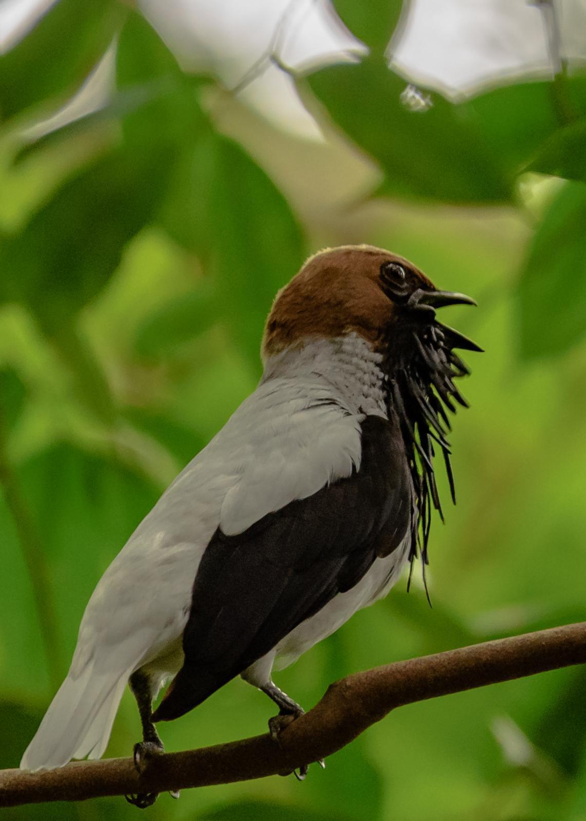 Bearded Bellbird Photo by Keshava Mysore