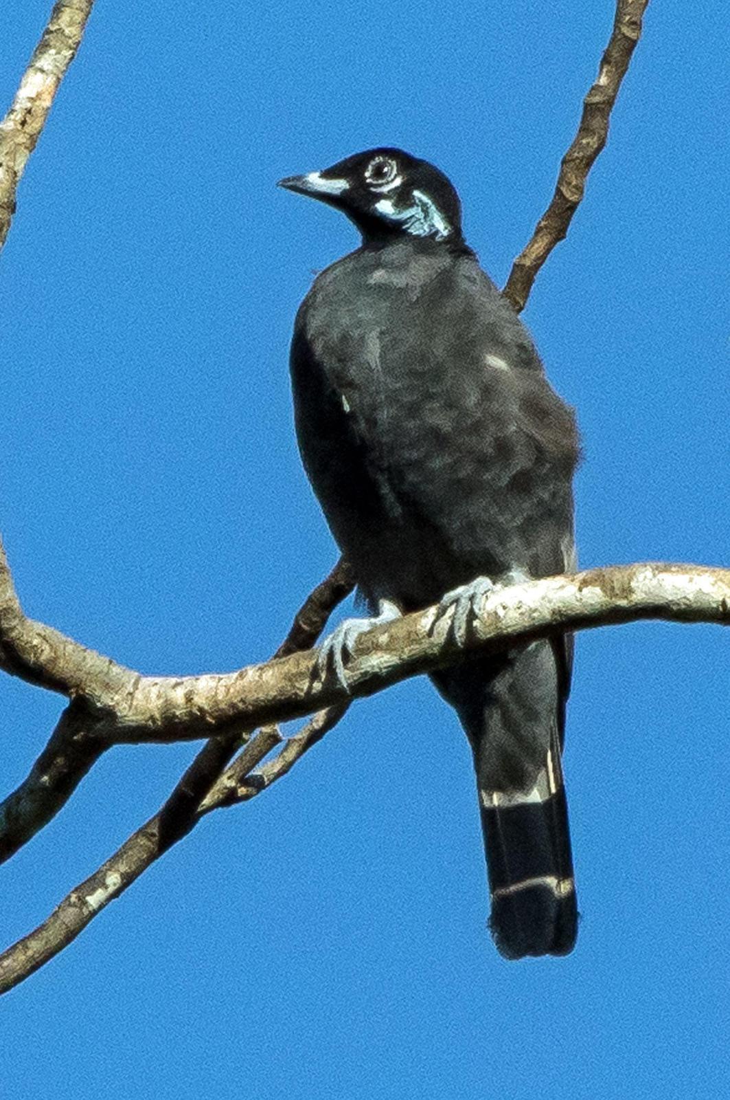 Bare-necked Fruitcrow Photo by Phil Kahler