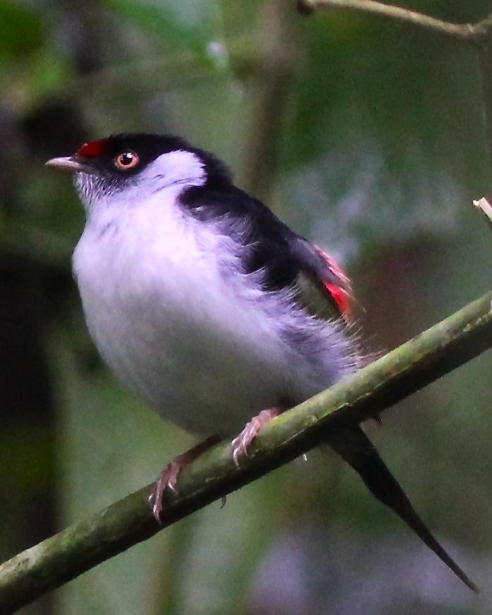Pin-tailed Manakin Photo by Dave Czaplak