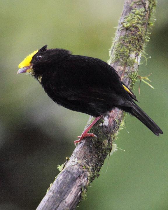Golden-winged Manakin Photo by Nick Athanas