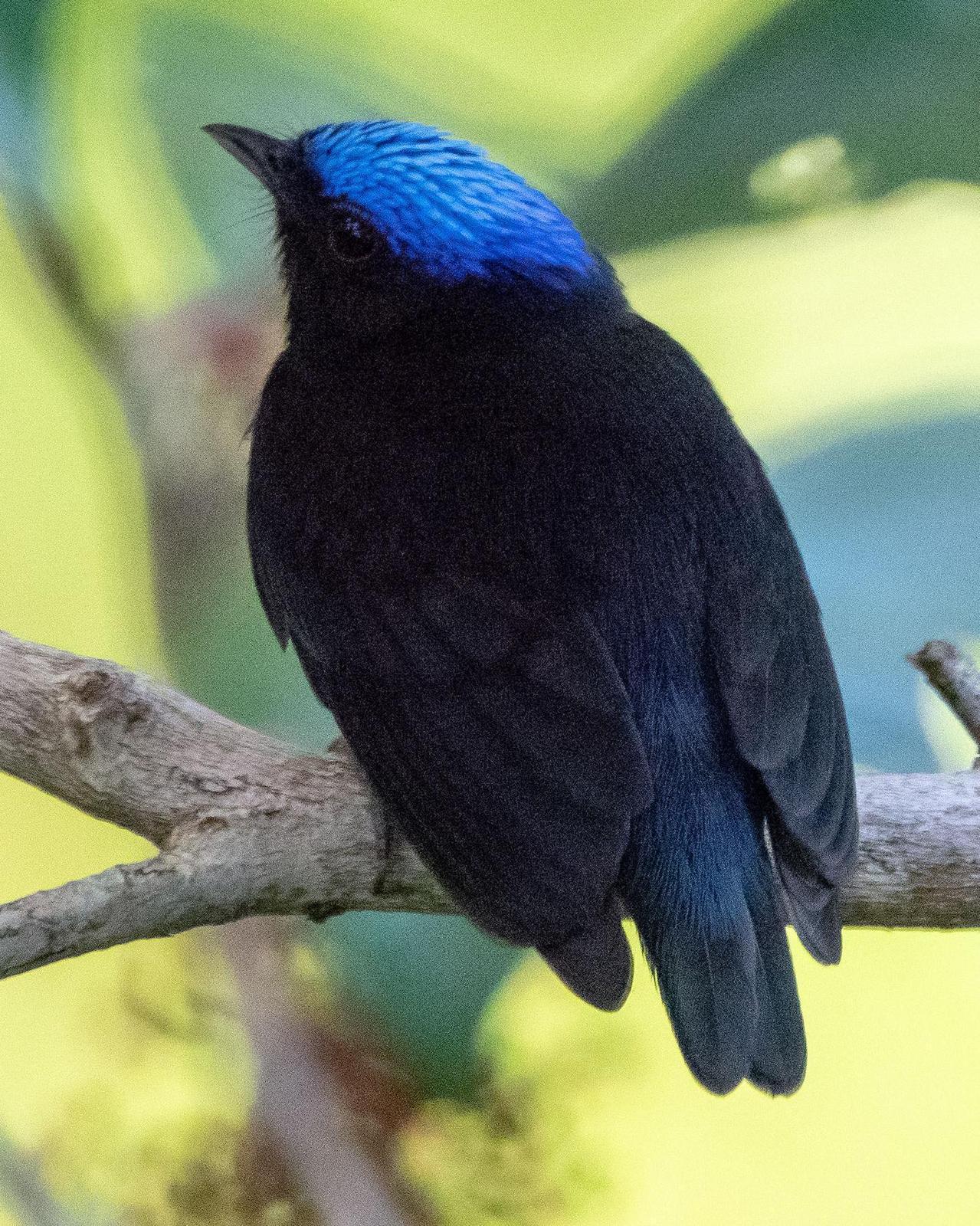 Blue-crowned Manakin Photo by Phil Kahler