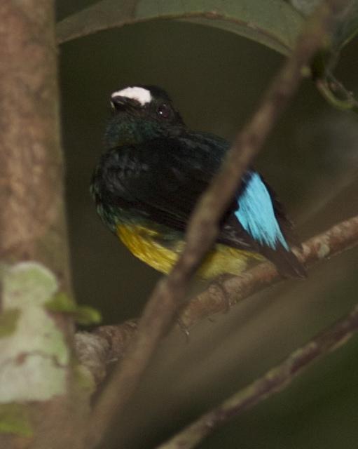 White-fronted Manakin Photo by Marcelo Padua