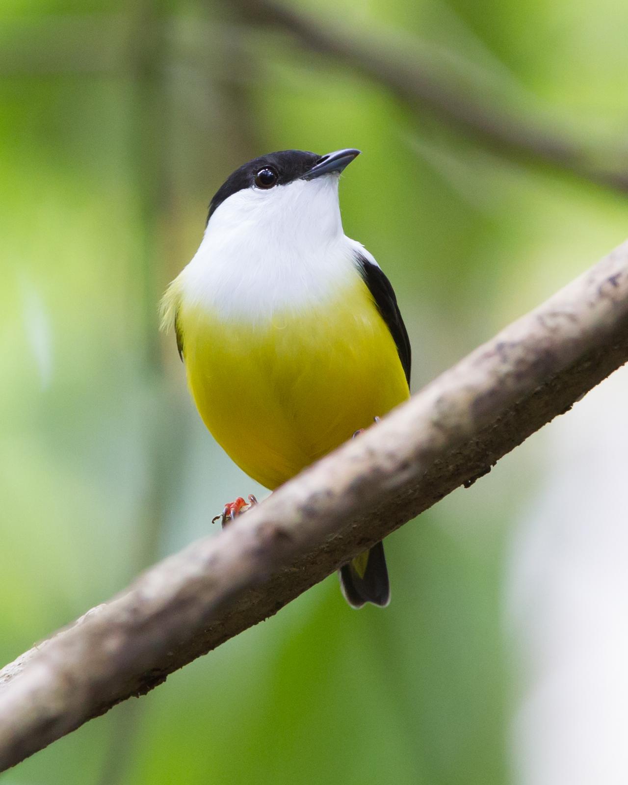 White-collared Manakin Photo by Kevin Berkoff