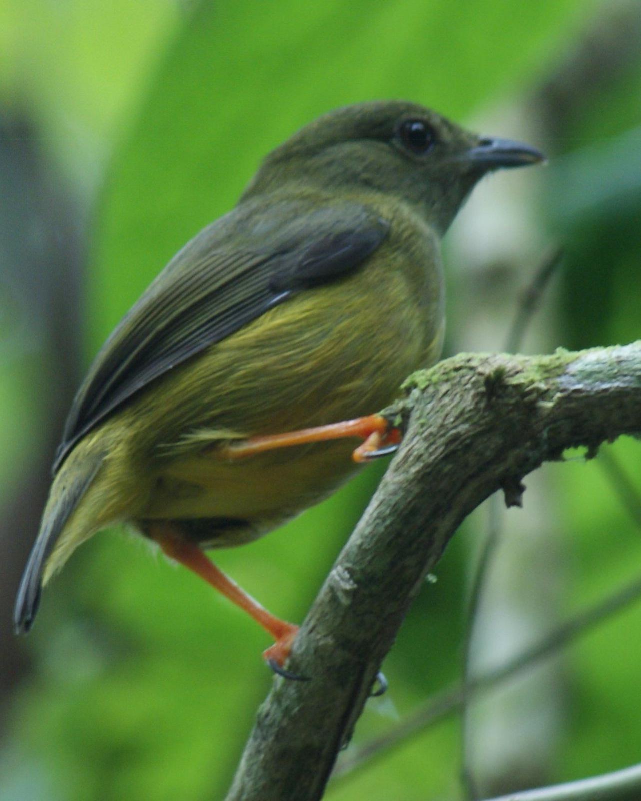 White-collared Manakin Photo by Robin Oxley