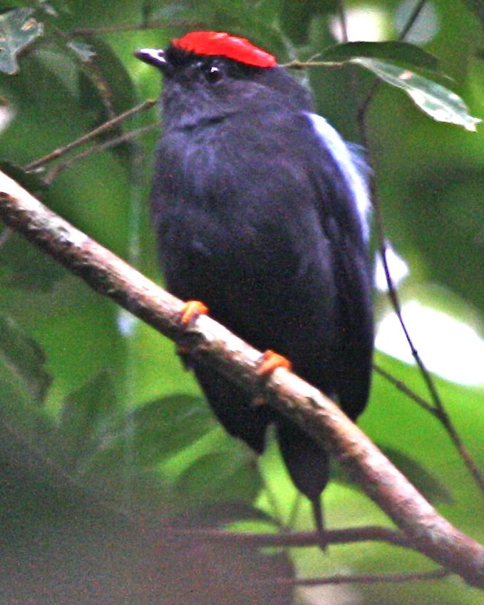 Lance-tailed Manakin Photo by Michael L. P. Retter