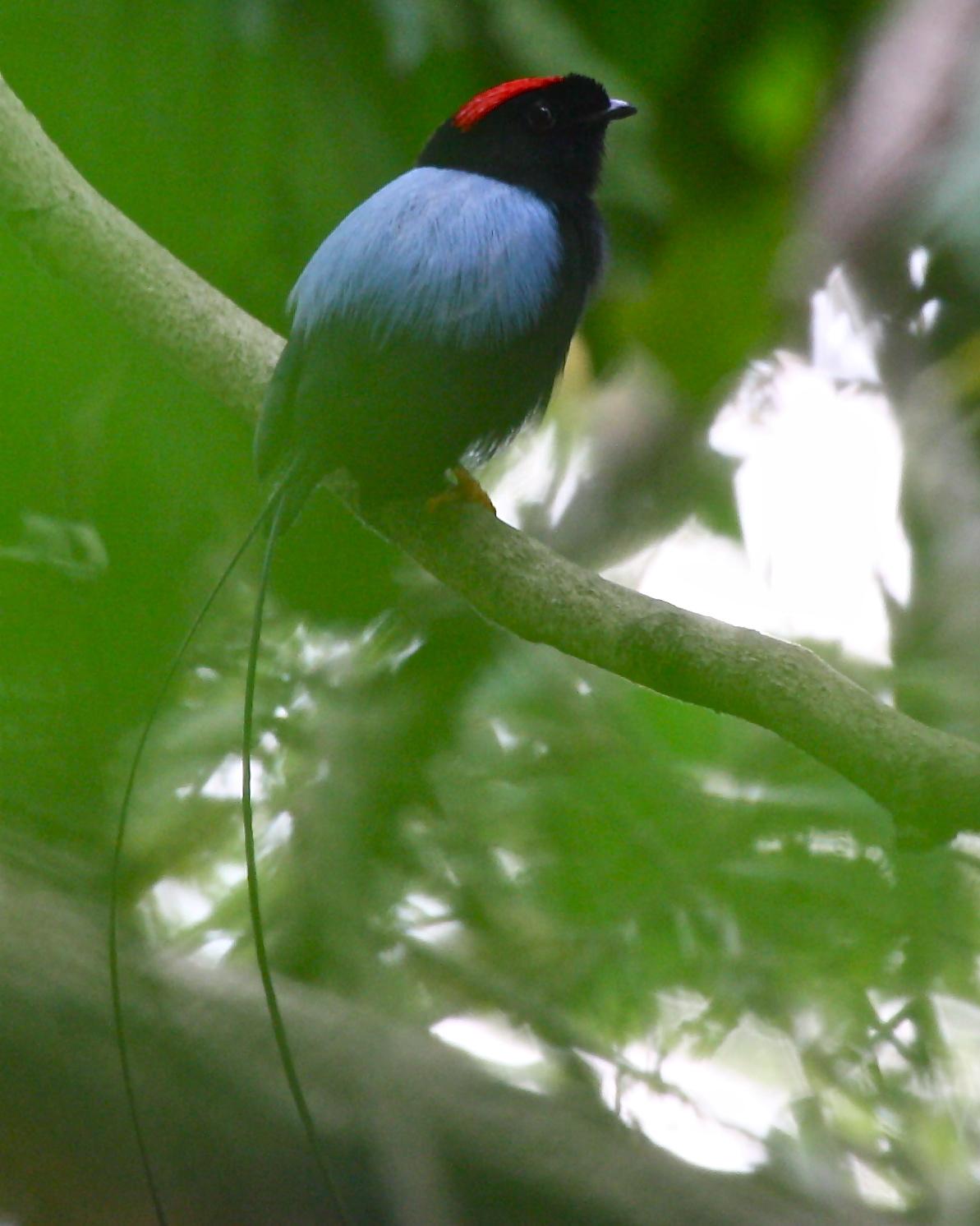 Long-tailed Manakin Photo by Michael L. P. Retter