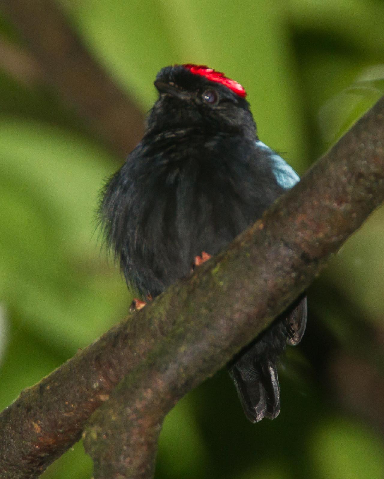 Blue-backed Manakin Photo by Robert Lewis