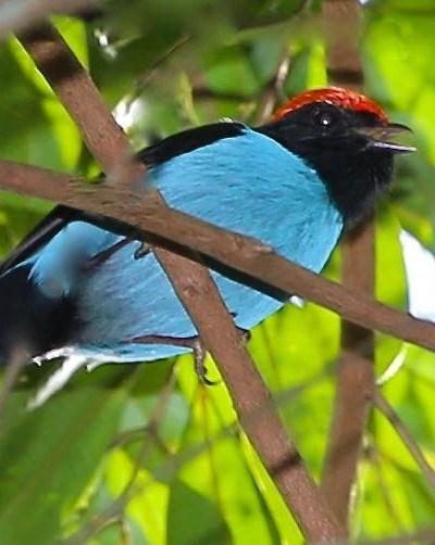 Swallow-tailed Manakin Photo by Lesley Roy