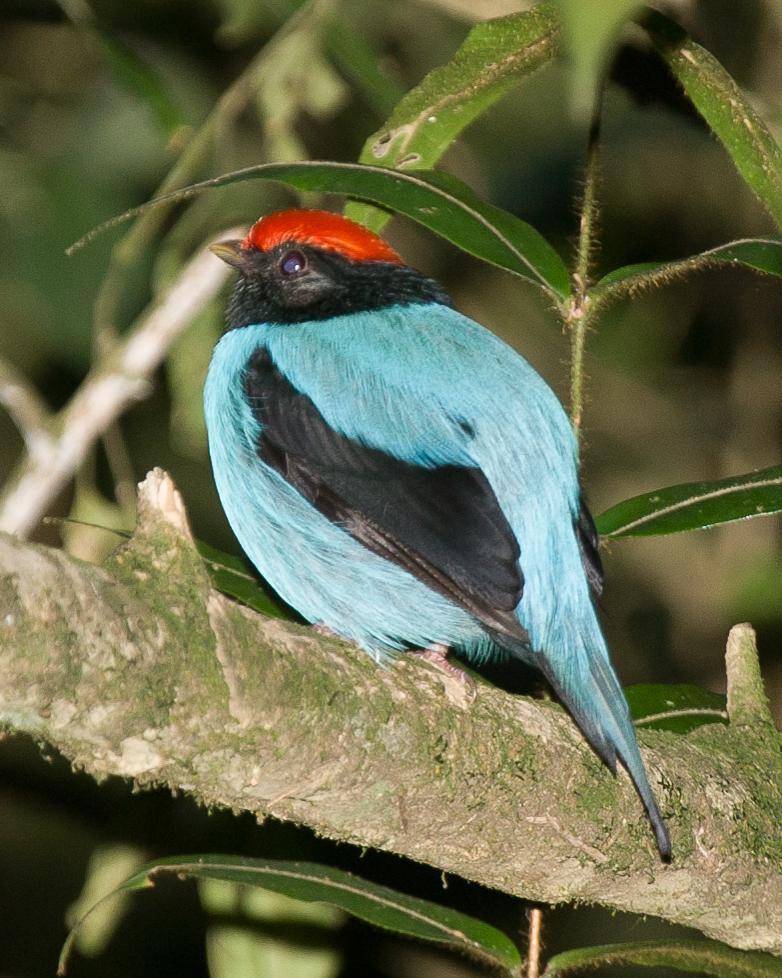 Swallow-tailed Manakin Photo by Robert Lewis