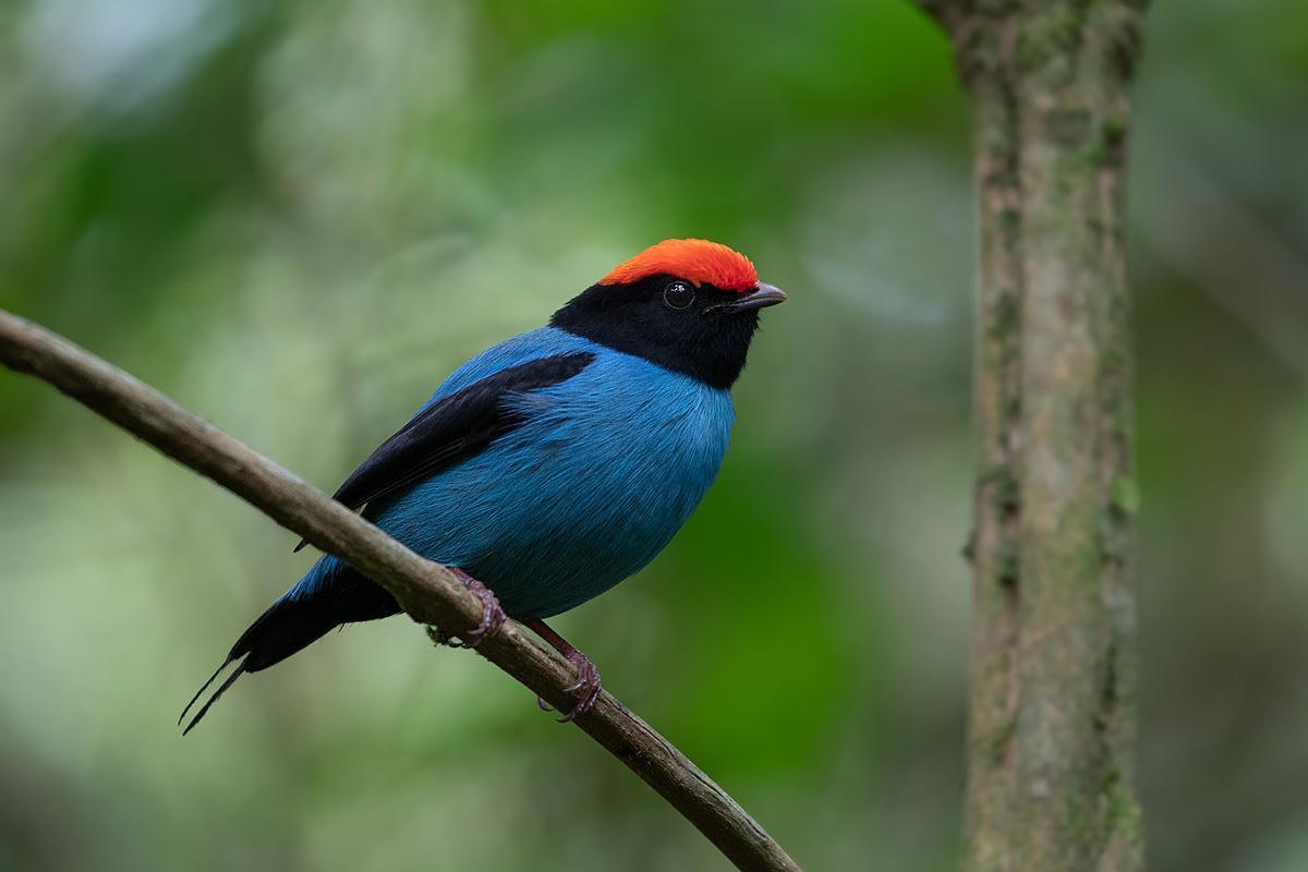 Swallow-tailed Manakin Photo by Alexandre Gualhanone