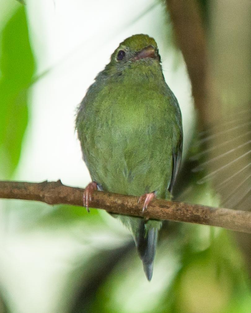 Swallow-tailed Manakin Photo by Robert Lewis