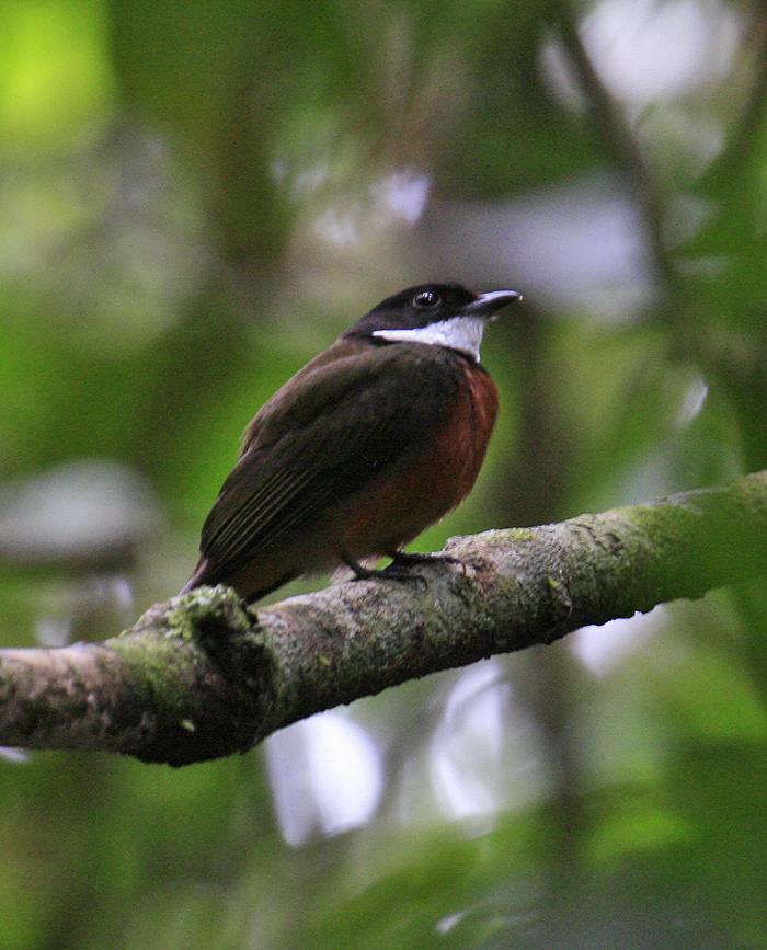 Flame-crowned Manakin Photo by Martin Reid