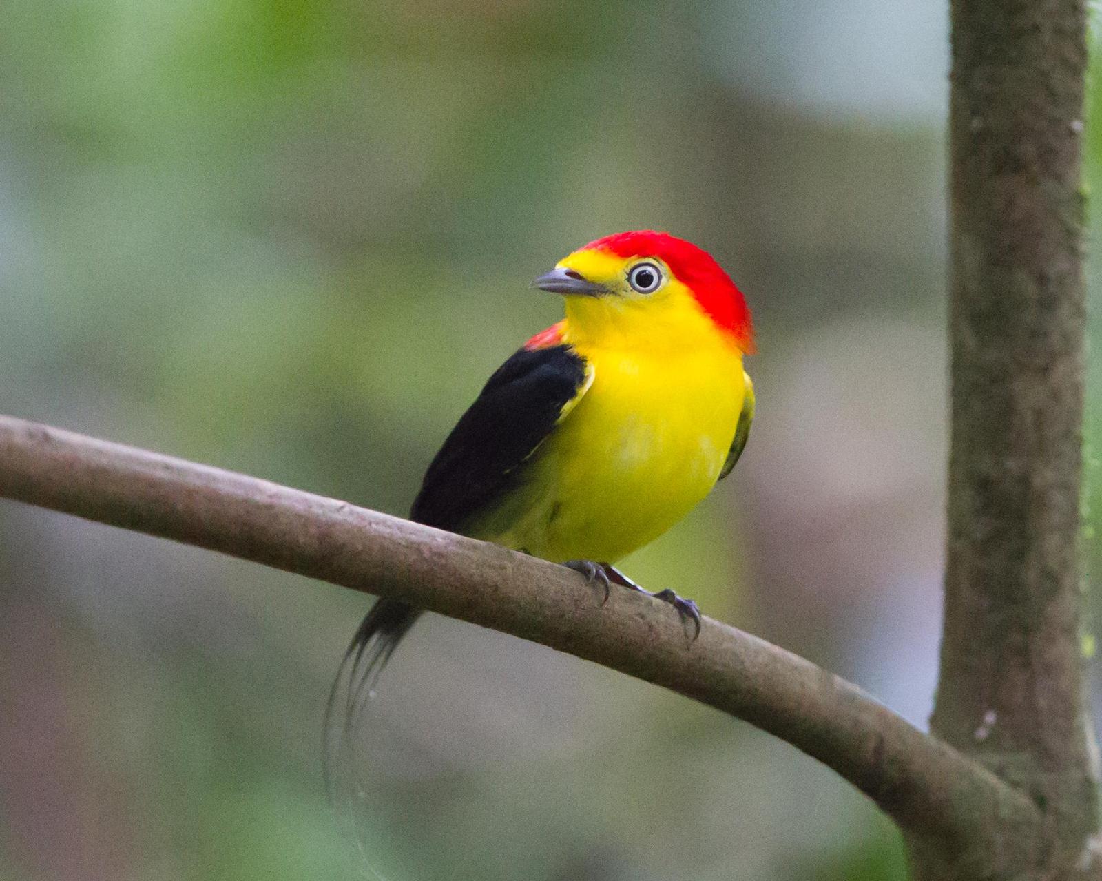 Wire-tailed Manakin Photo by Kevin Berkoff