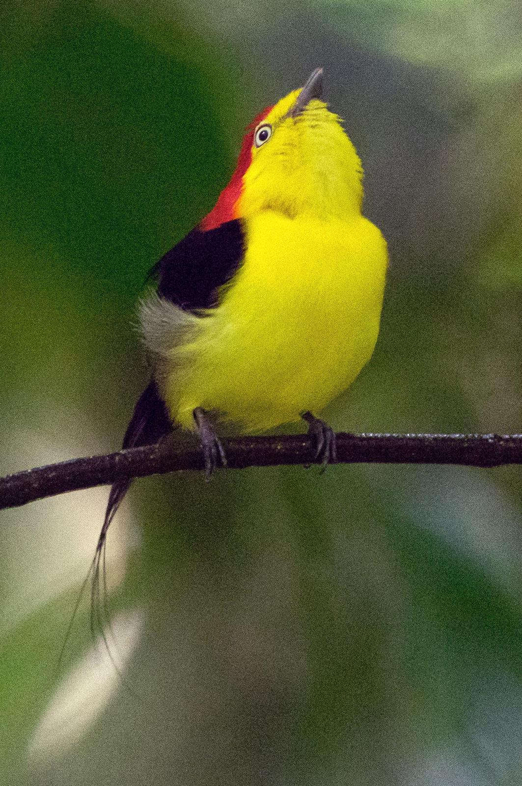 Wire-tailed Manakin Photo by Phil Kahler