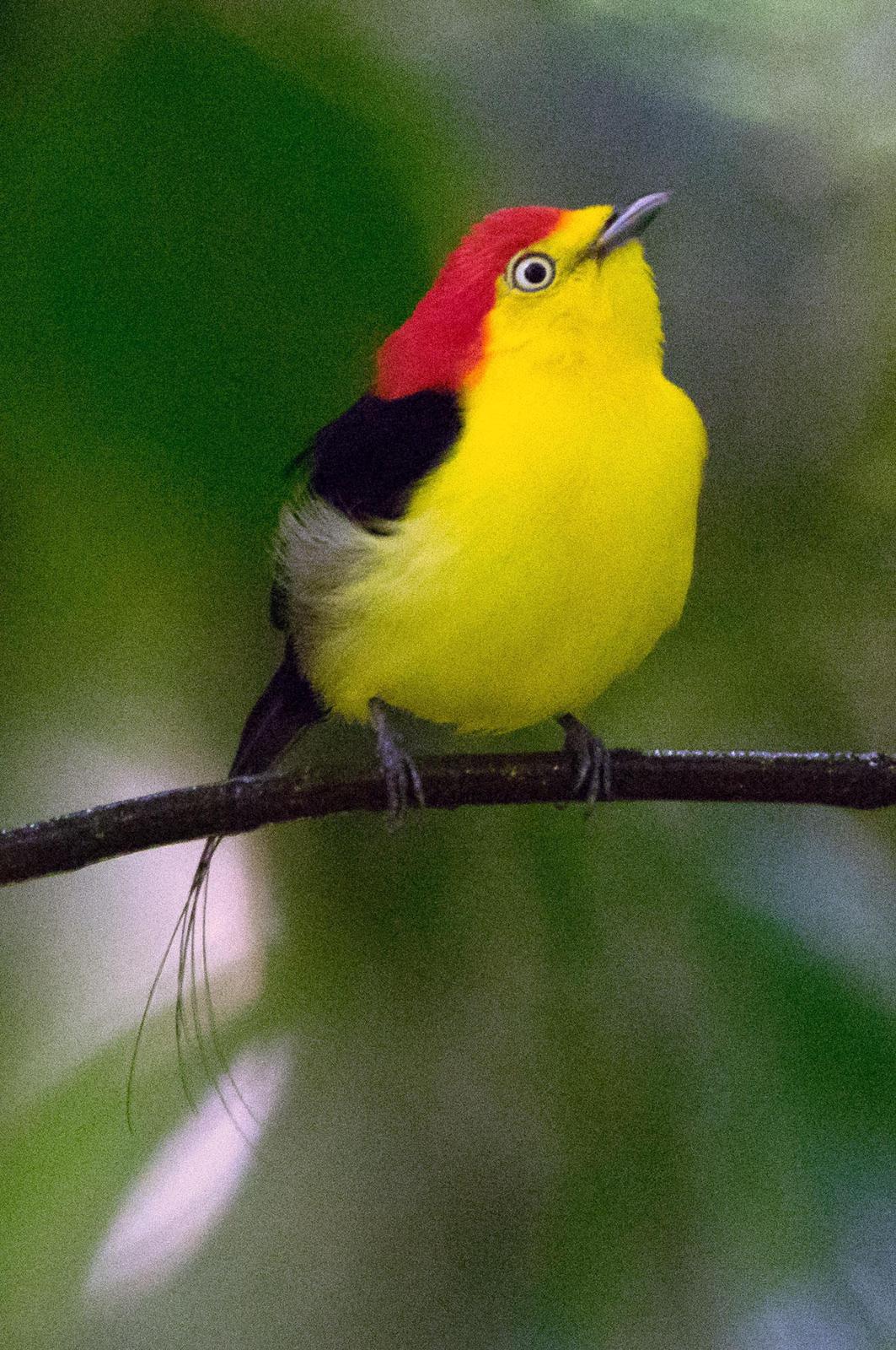 Wire-tailed Manakin Photo by Phil Kahler