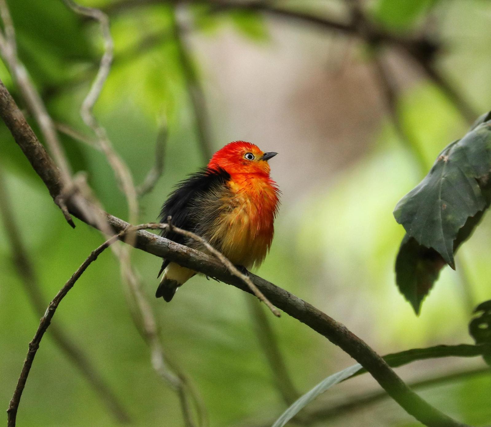 Band-tailed Manakin Photo by Debbie Reynolds