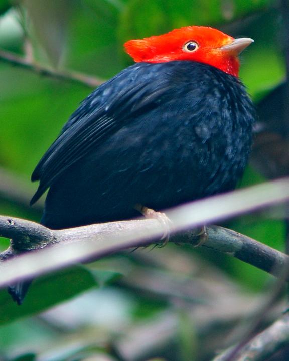Scarlet-horned Manakin Photo by Nick Athanas