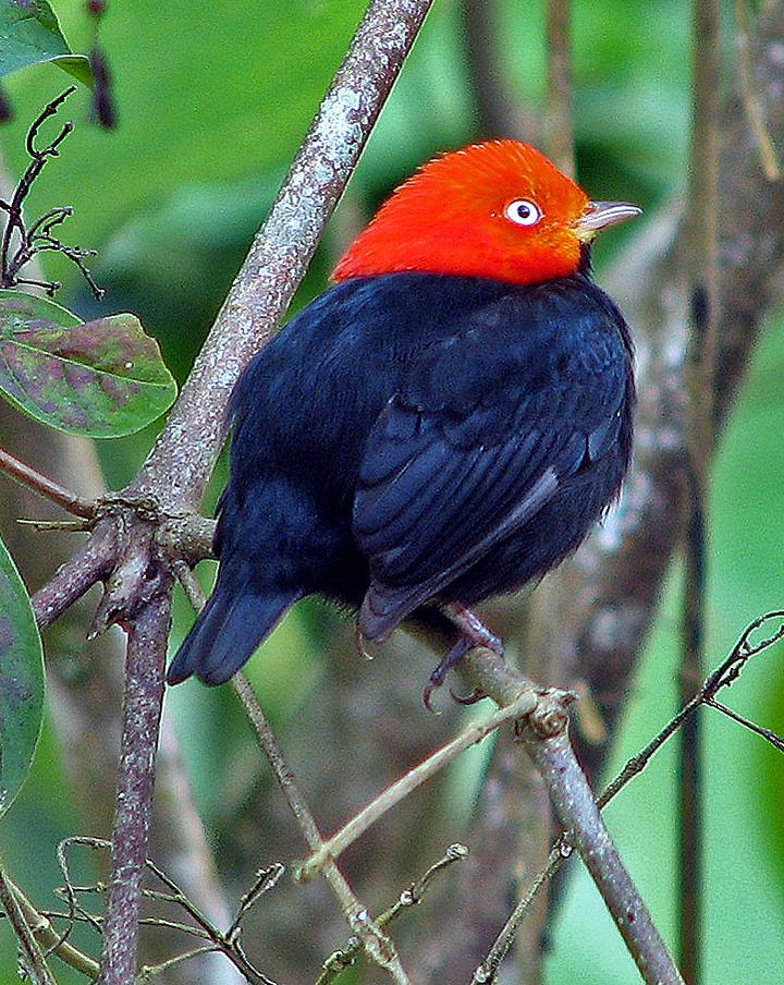 Red-capped Manakin Photo by Robert Behrstock