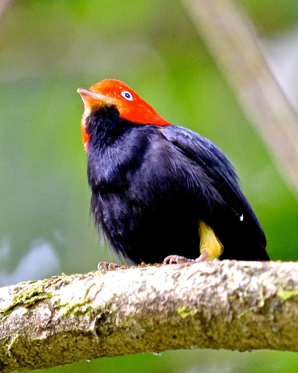 Red-capped Manakin Photo by Gerald Friesen