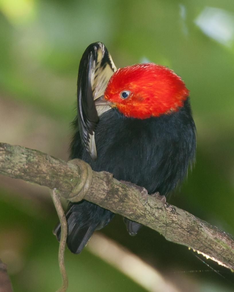 Red-capped Manakin Photo by Robert Lewis