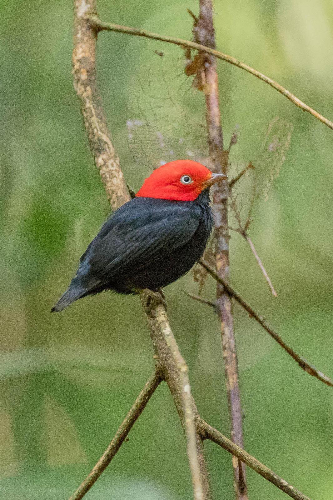 Red-capped Manakin Photo by Denis Rivard
