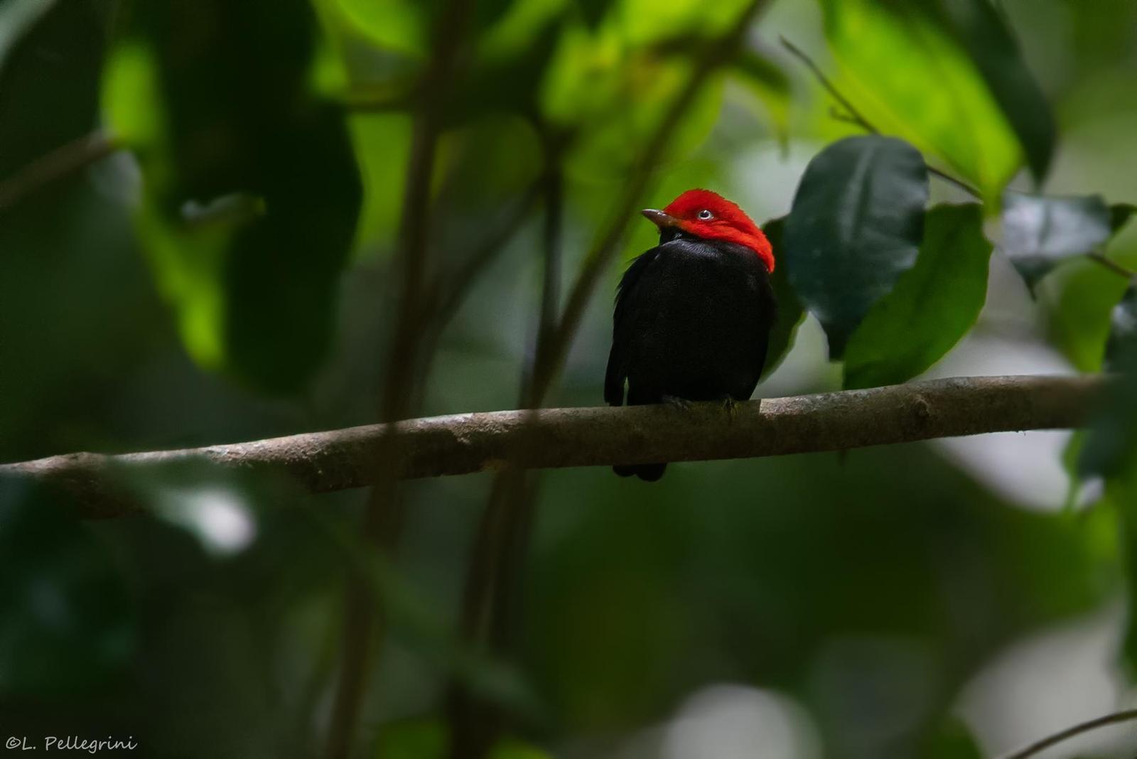 Red-capped Manakin Photo by Laurence Pellegrini