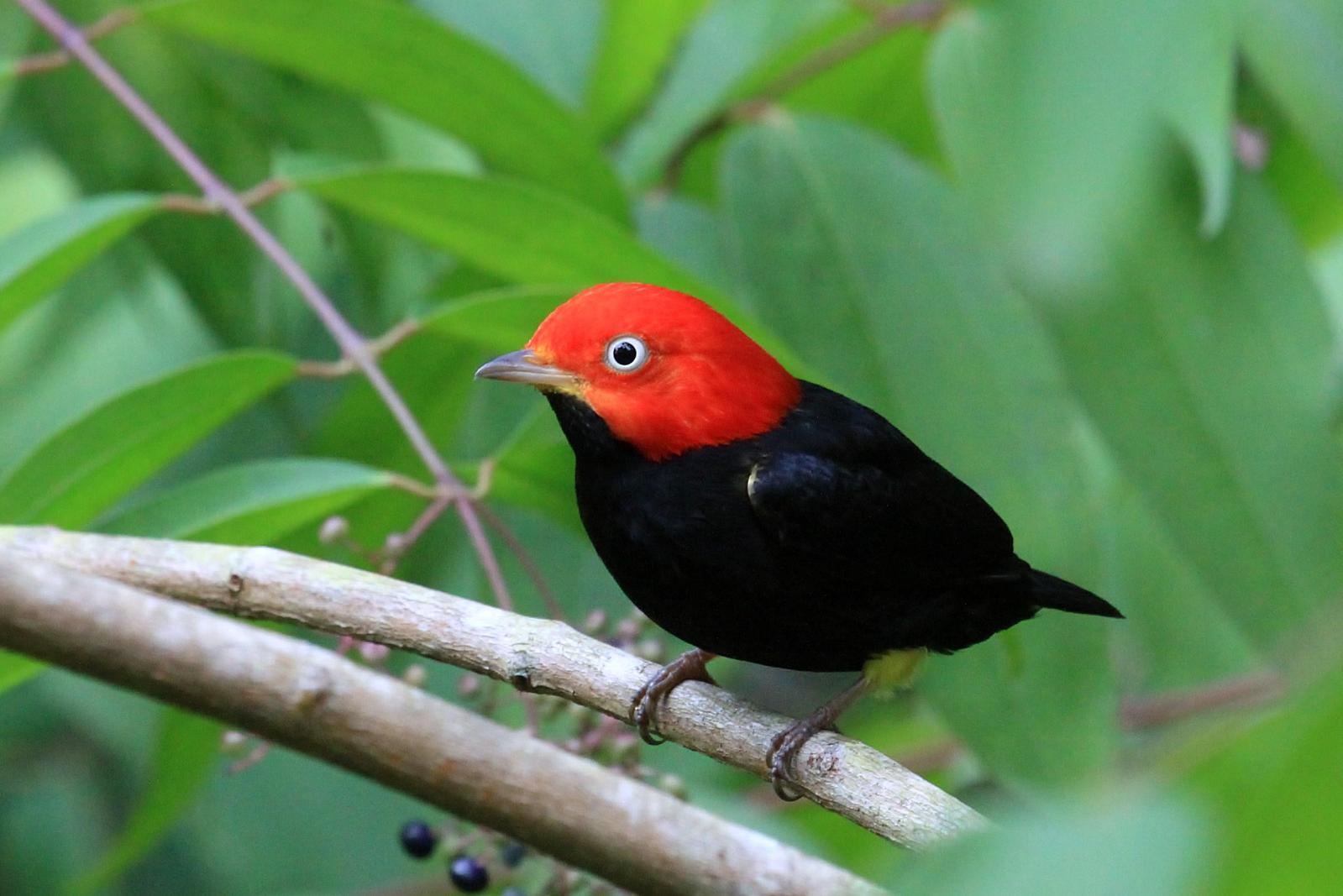 Red-capped Manakin Photo by Matthew McCluskey