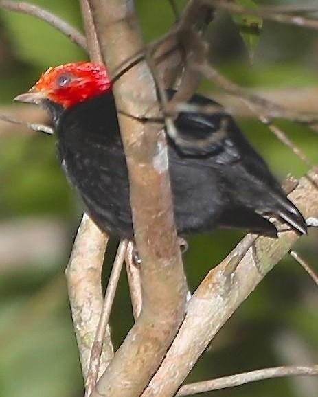 Red-headed Manakin Photo by Lesley Roy
