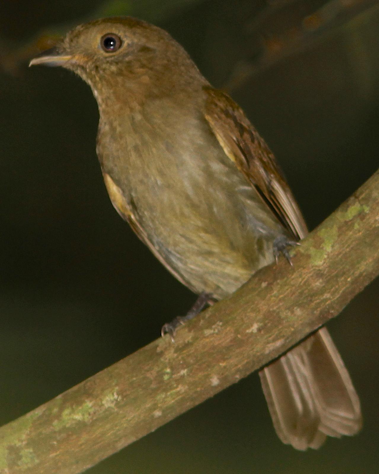 Brown-winged Schiffornis Photo by Marcelo Padua