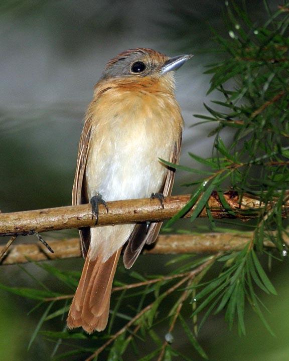 Chestnut-crowned Becard Photo by Peter Boesman