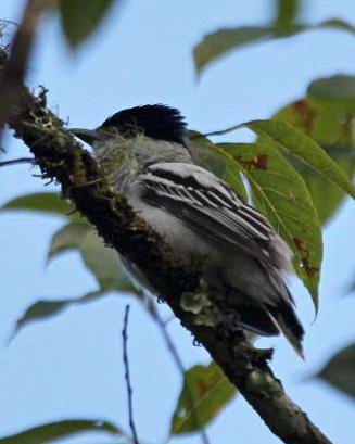 Gray-collared Becard Photo by Michael L. P. Retter