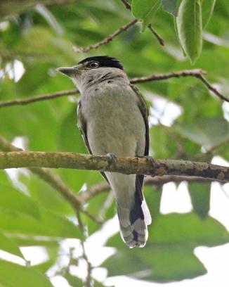 Gray-collared Becard Photo by Rene Valdes